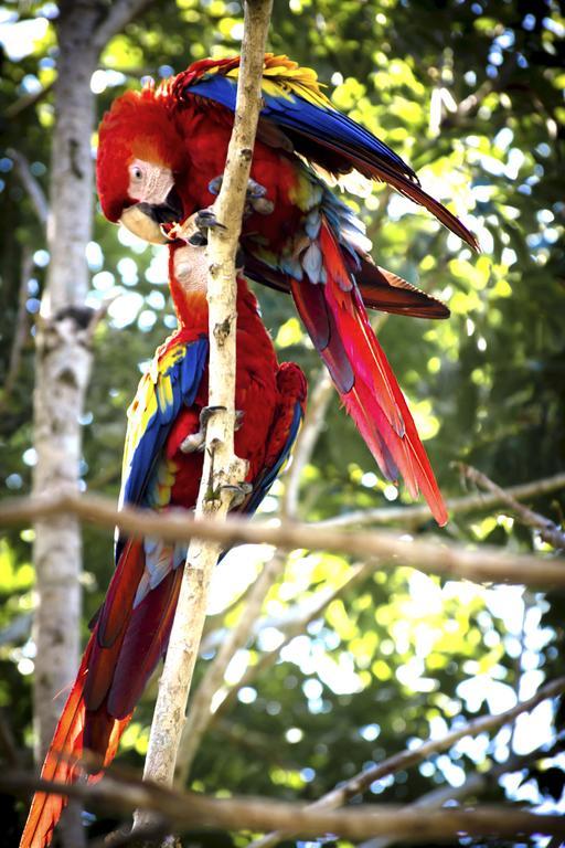Manuel Antonio Hostel Resort Dış mekan fotoğraf